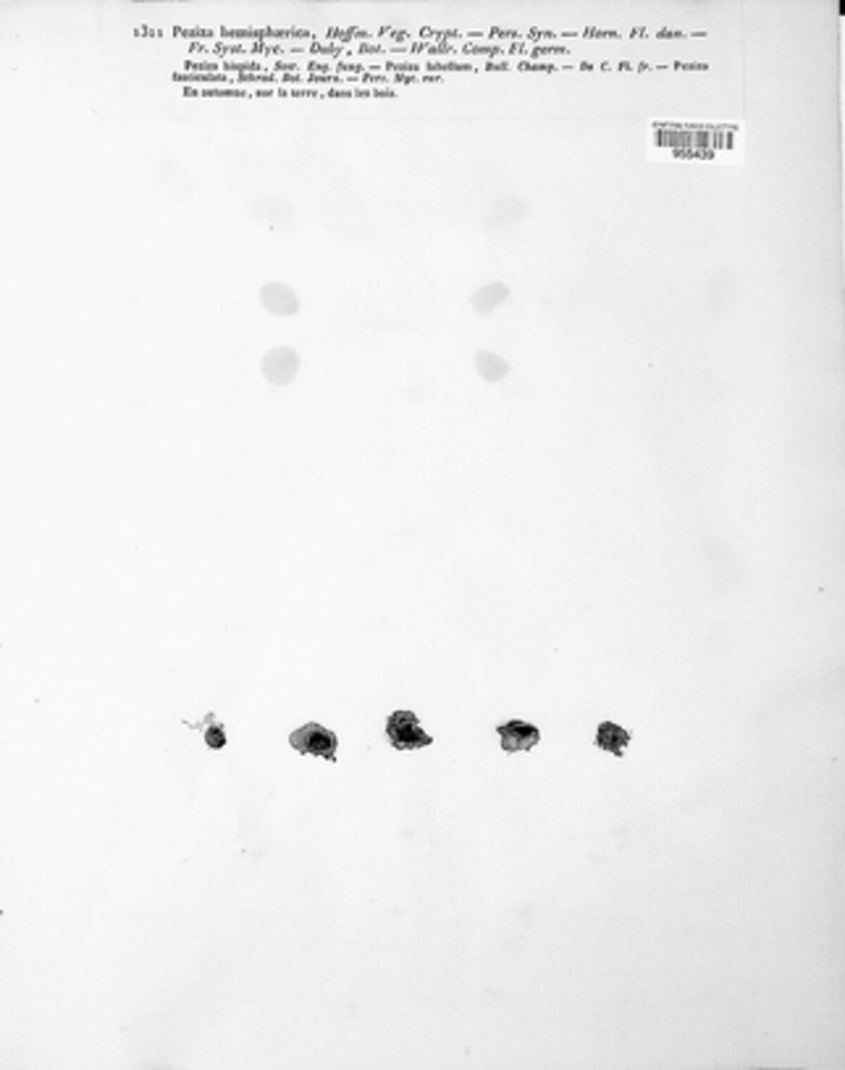 Humaria image